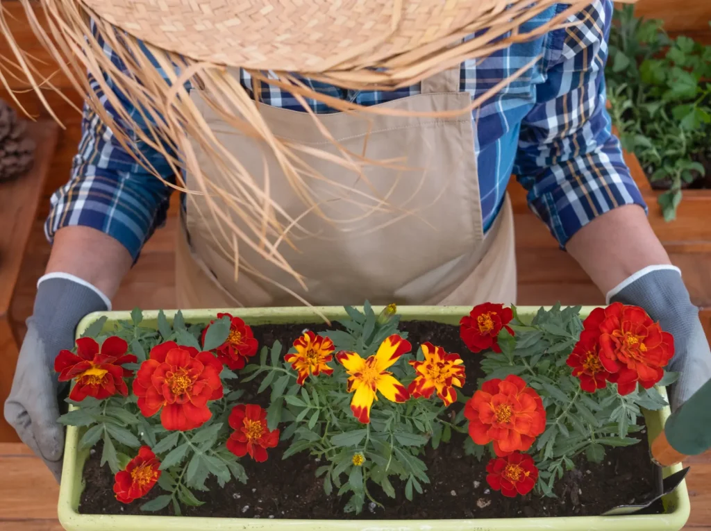 Industrial Design Spotlight: The Paperpot Transplanter 5 plant transplant